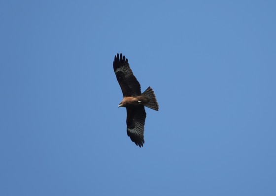 上空を飛翔するトビ